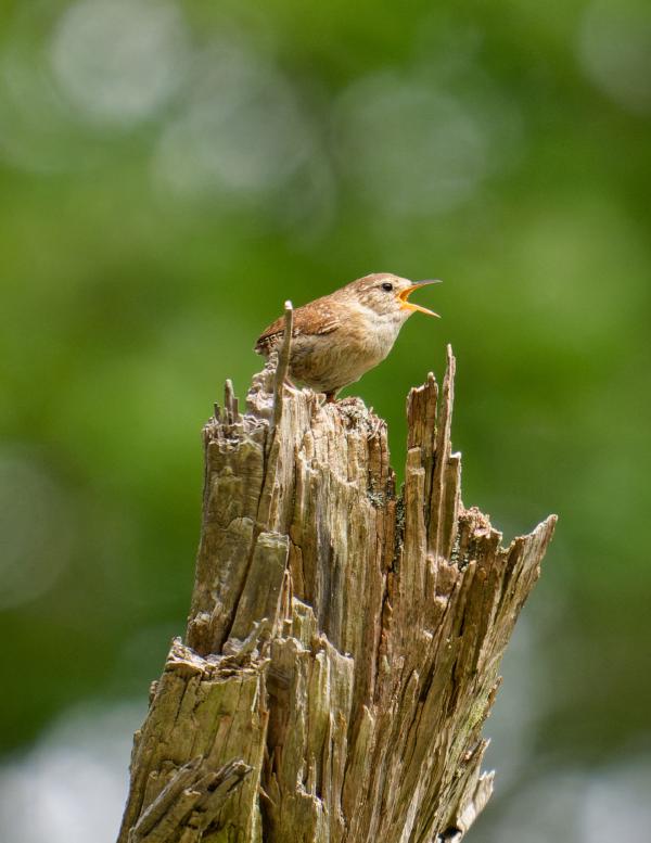 2021 Wildlife Roundup