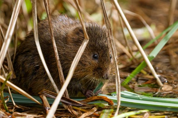 2022 Wildlife Roundup