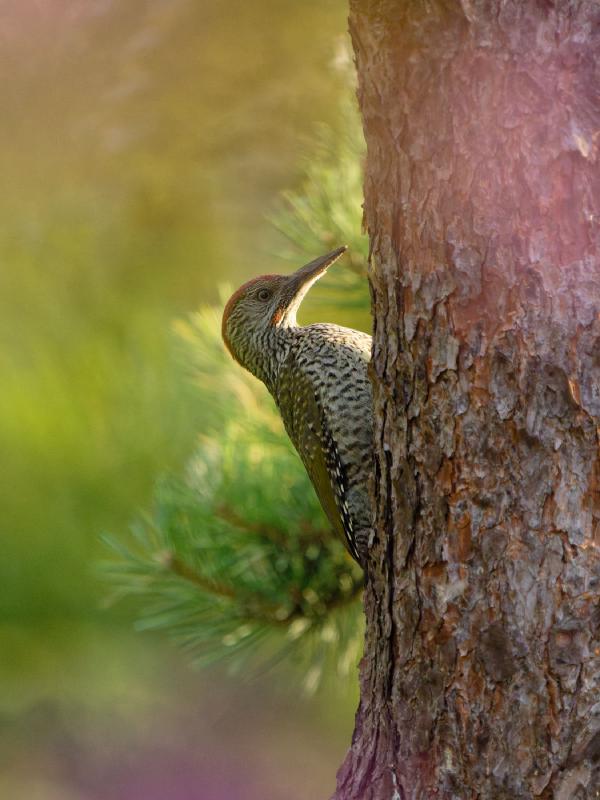 2023 Wildlife Roundup