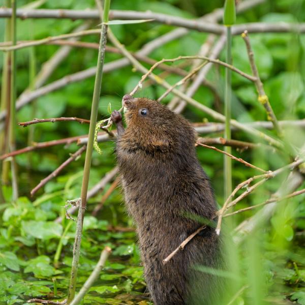 2024 Wildlife Roundup